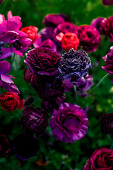 Ranunculus and peonies flower fields in Carlsbad California 