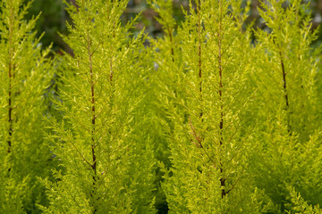 Conifer citrus cypress plant