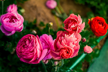 Ranunculus and peonies flower fields in Carlsbad California 