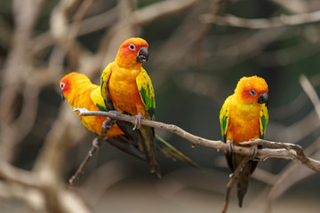 Fototapeta na wymiar Beautiful colorful sun conure parrot birds
