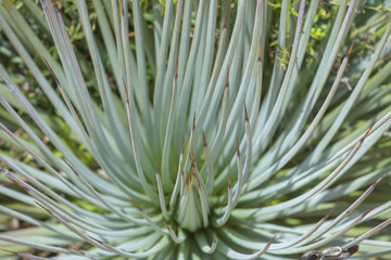 Aloe leaves macro closeup