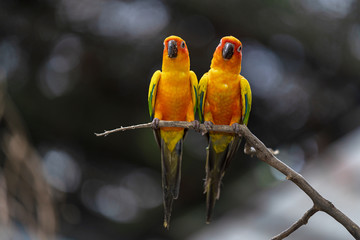 Beautiful colorful sun conure parrot birds