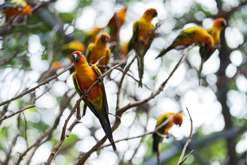 Beautiful colorful sun conure parrot birds