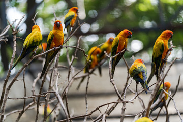 Beautiful colorful sun conure parrot birds