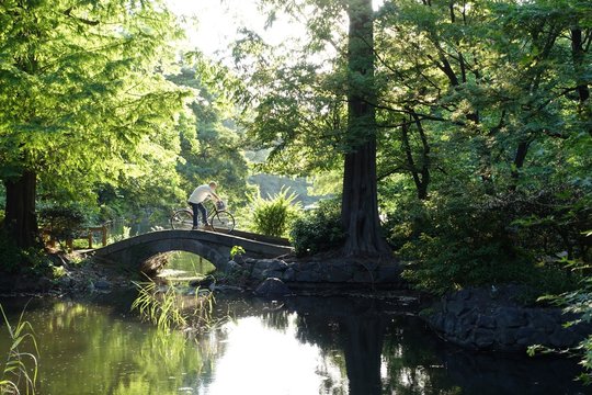 井の頭公園　森と橋（東京 武蔵野市 三鷹市）bridge in the forest