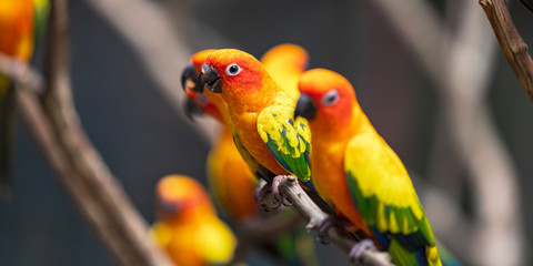 Beautiful colorful sun conure parrot birds