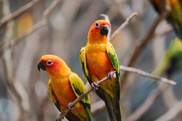 Beautiful colorful sun conure parrot birds