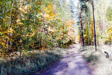 Fototapeta premium Autumn forest nature. Vivid morning in colorful forest with sun rays through branches of trees.