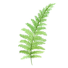 watercolor green fern leaf isolated on white background