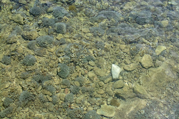 Shallow transparent green ocean water rocks