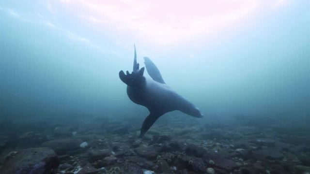 Seal Swims Past Camera, Clear Seabed Visible with Green and Purple Anemones, Vancouver Island, Canada