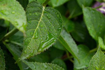 葉につく雨のしずく