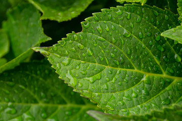 葉につく雨のしずく