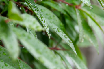 葉につく雨のしずく