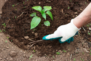 Female hand in a working glove loosening a bed of garden tools.