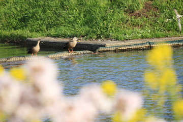 川辺に立つカルガモと菜の花と桜の前ボケです