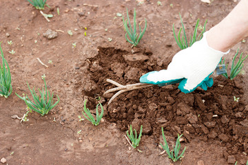 Female hand in a working glove loosening a bed of garden tools.