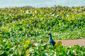 Closeup of Moorhen or swamp hen, a chicken size red beak bird collecting food in lake field with Flowering Water Hyacinth (Eichhornia crassipes) on pond. Ranganathittu Bird Sanctuary, Karnataka India.