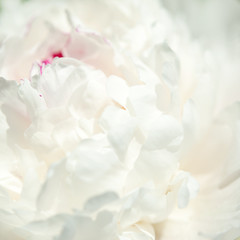 Close up of beautiful white peony flower. Natural background. - Image