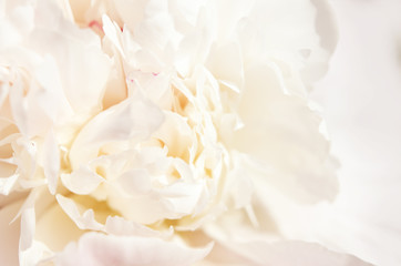 Obraz na płótnie Canvas Close up of beautiful white peony flower. Natural background. - Image