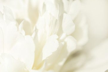 Fototapeta na wymiar Close up of beautiful white peony flower. Natural background. - Image