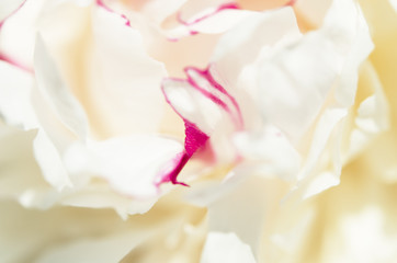 Naklejka na ściany i meble Close up of beautiful white peony flower. Natural background. - Image