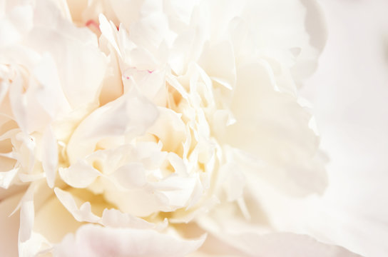 Close up of beautiful white peony flower. Natural background. - Image