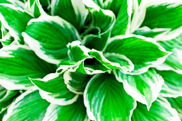 Green tropic leaves with white stripes close up.