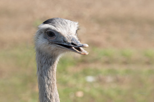 Vogel Strau&szlig; 2