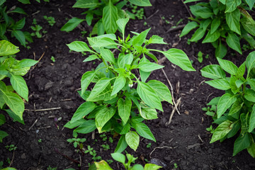 young pepper in the garden