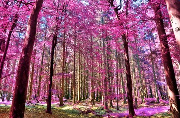 Beautiful infrared view into a purple fantasy forest © Michael