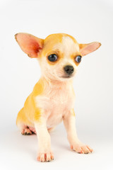 Fototapeta na wymiar Chihuahua puppy little dog isolated on white background