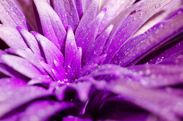 Obraz premium Water drops on the leaves lily. Purple toned photo. - Image