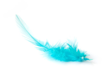 blue feather on white background