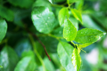 Water drops on the green leaves. Macro photography. - Image