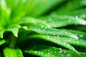 Water drops on the green leaves lily. Macro photography. - Image