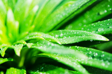 Water drops on the green leaves lily. Macro photography. - Image