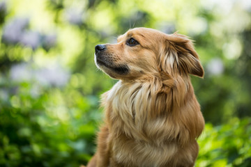 Hund
