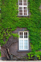 Old brick house with large beautiful windows entwined with green climbing ivy