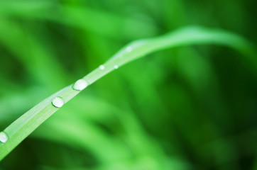 Water drops on the green grass. Macro photography. - Image