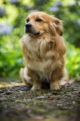 lieber Hund