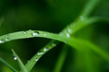 Naklejka premium Water drops on the green grass. Macro photography. - Image