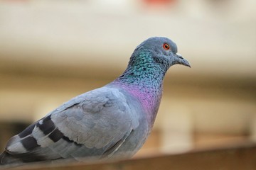 Pigeon