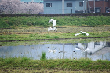 水田の上を飛ぶコサギと春景色