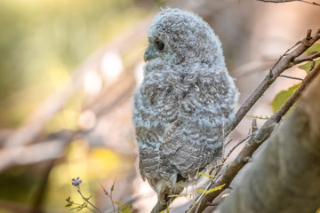 Baby owl