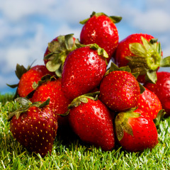 Red strawberries on green grass with blue sky background