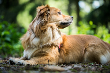 wachsamer Hund