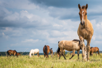 Herd of horses grazing on the field.