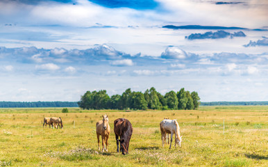 Herd of horses grazing on the field.