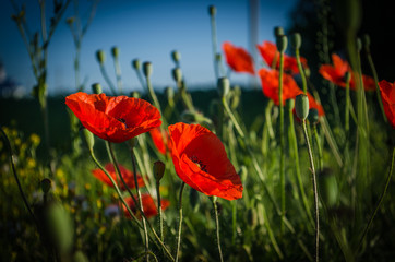 red poppies in the field at dawn